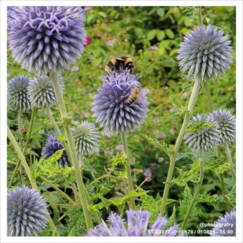 fabulous-flora-01.jpg