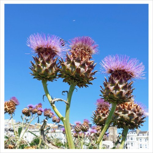 fabulous-flora-02.jpg