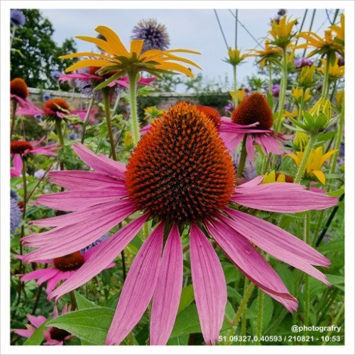 fabulous-flora-03.jpg