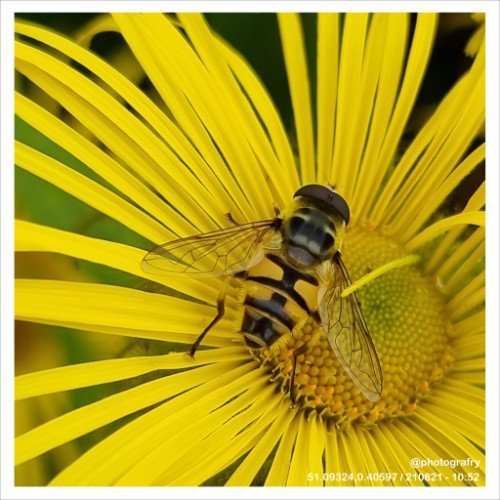 fantastic-fauna-01.jpg