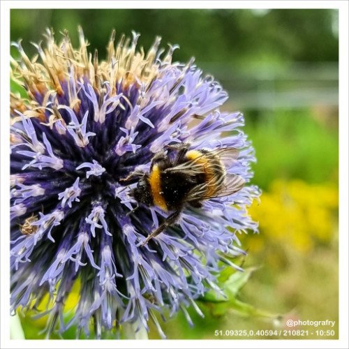 fantastic-fauna-02.jpg