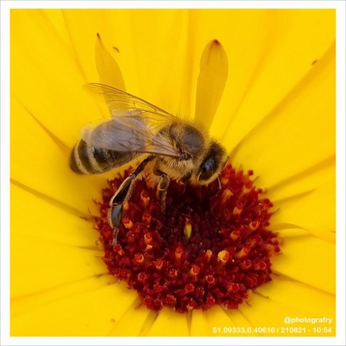 fantastic-fauna-03.jpg